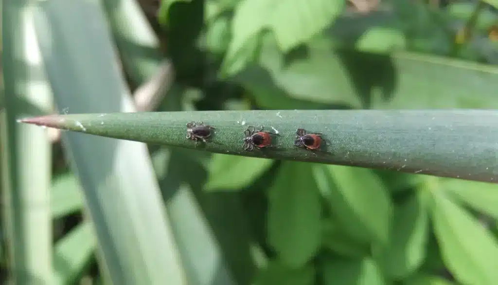 Which Ticks Carry Lyme Disease