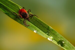 which ticks carry lyme disease