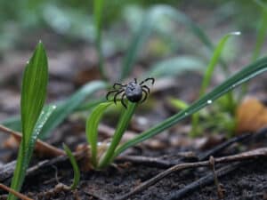 what is lyme disease
