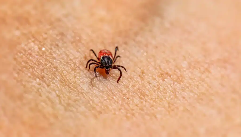 lyme disease prevention after tick bite