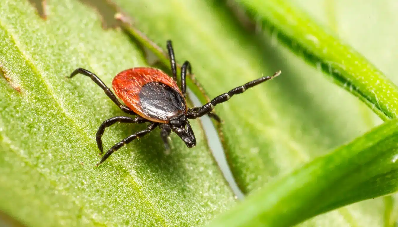 Ixodes scapularis on leaf