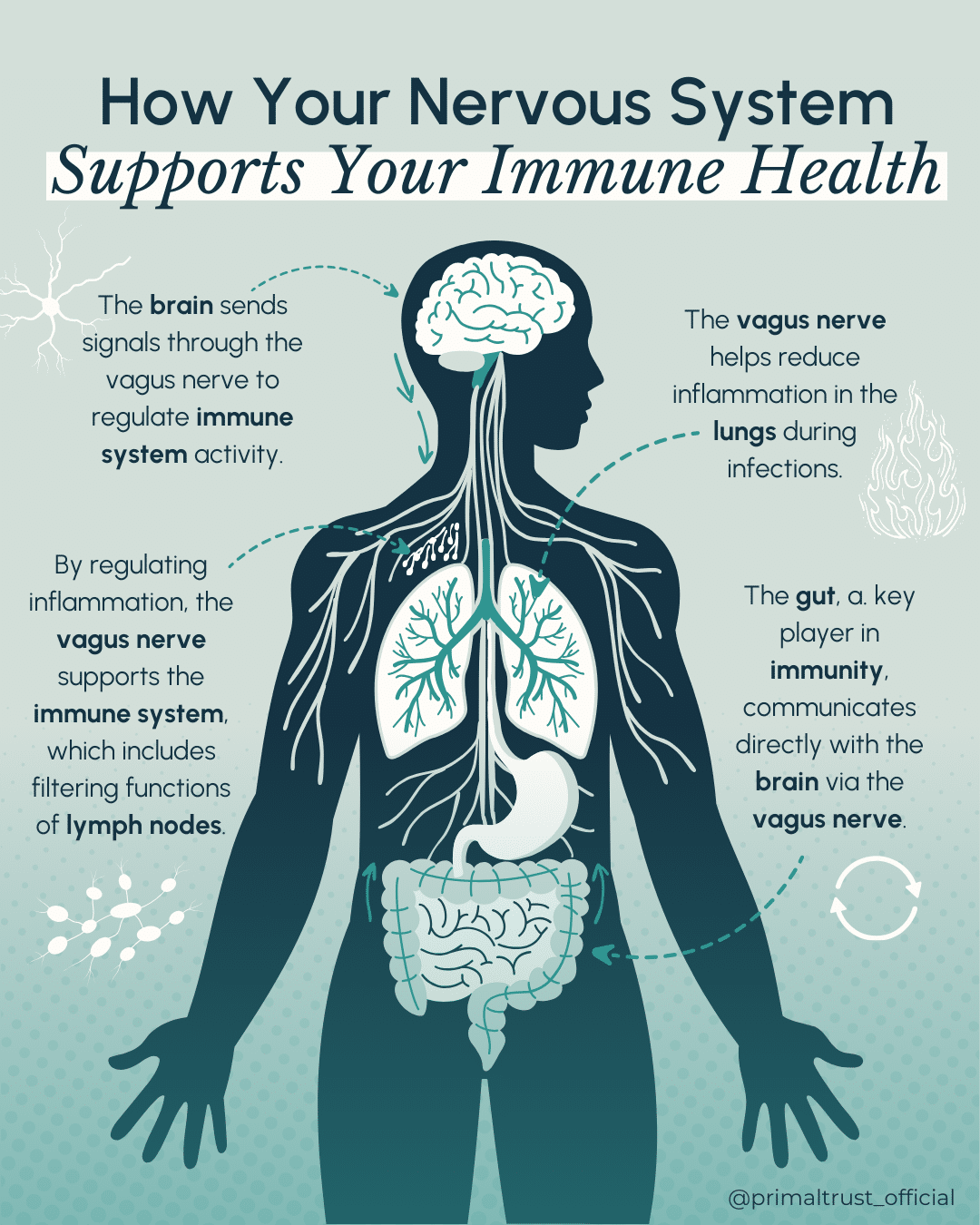 Primal Trust Brain Retraining & Nervous System Regulation