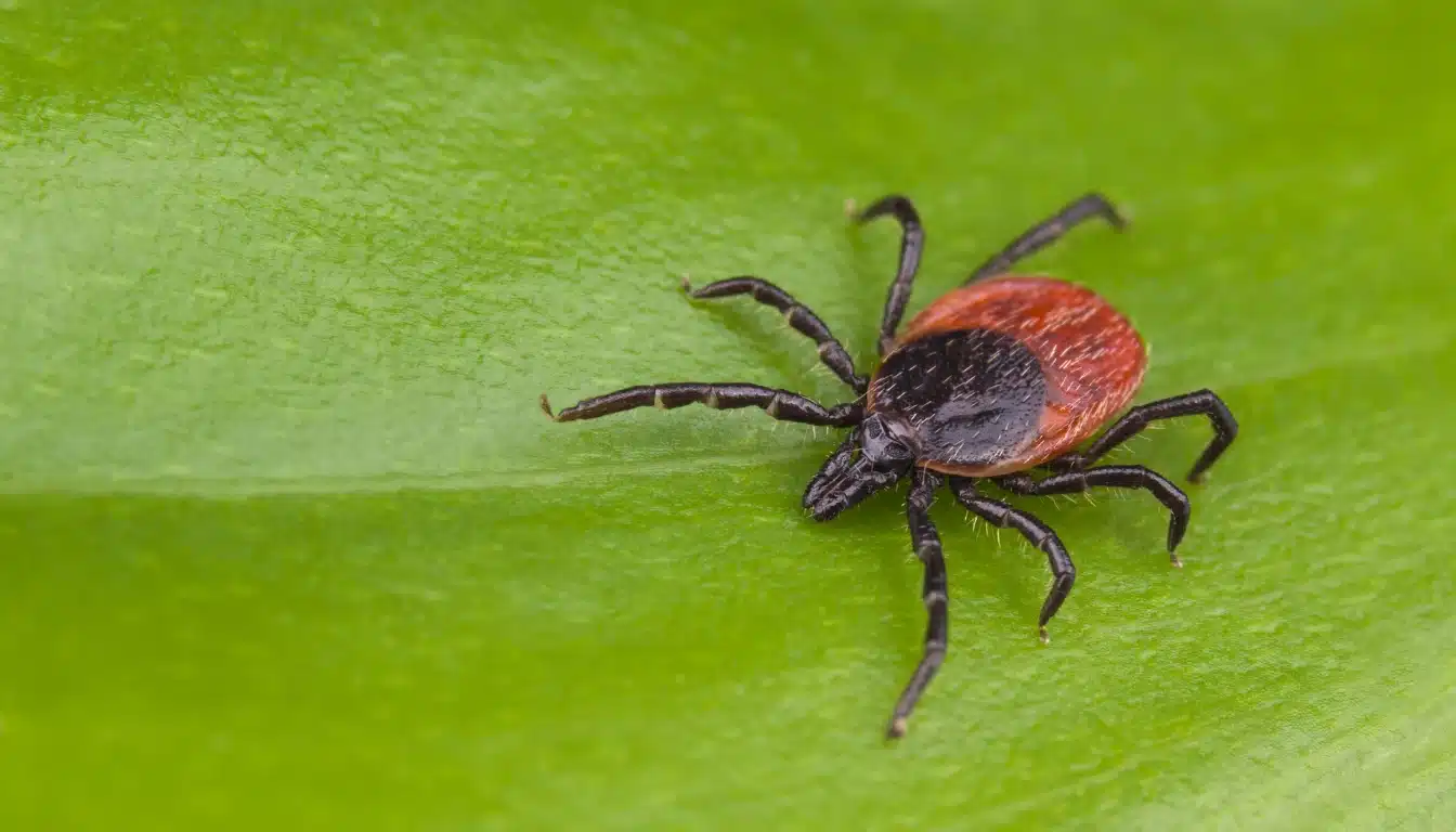 black legged tick on leaf