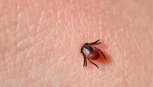 free tick testing near me
