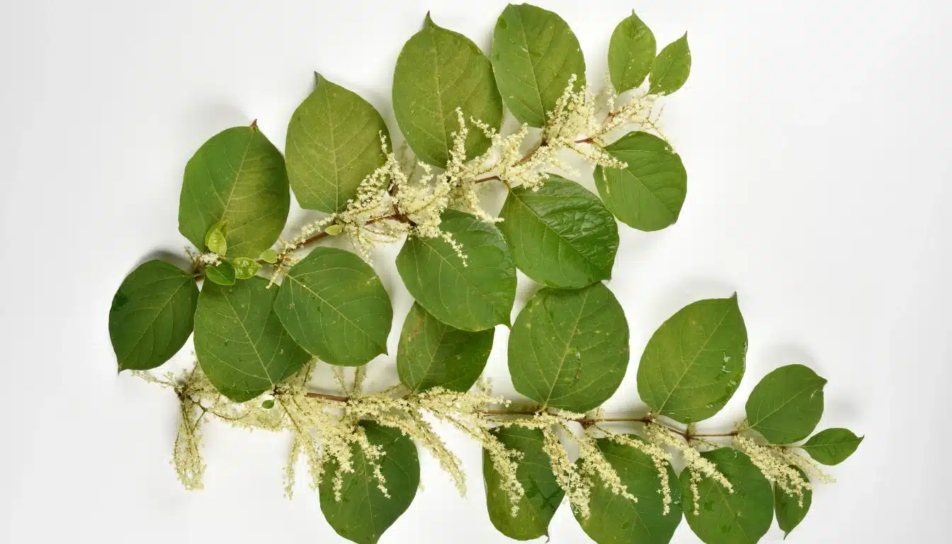 Japanese knotweed Lyme