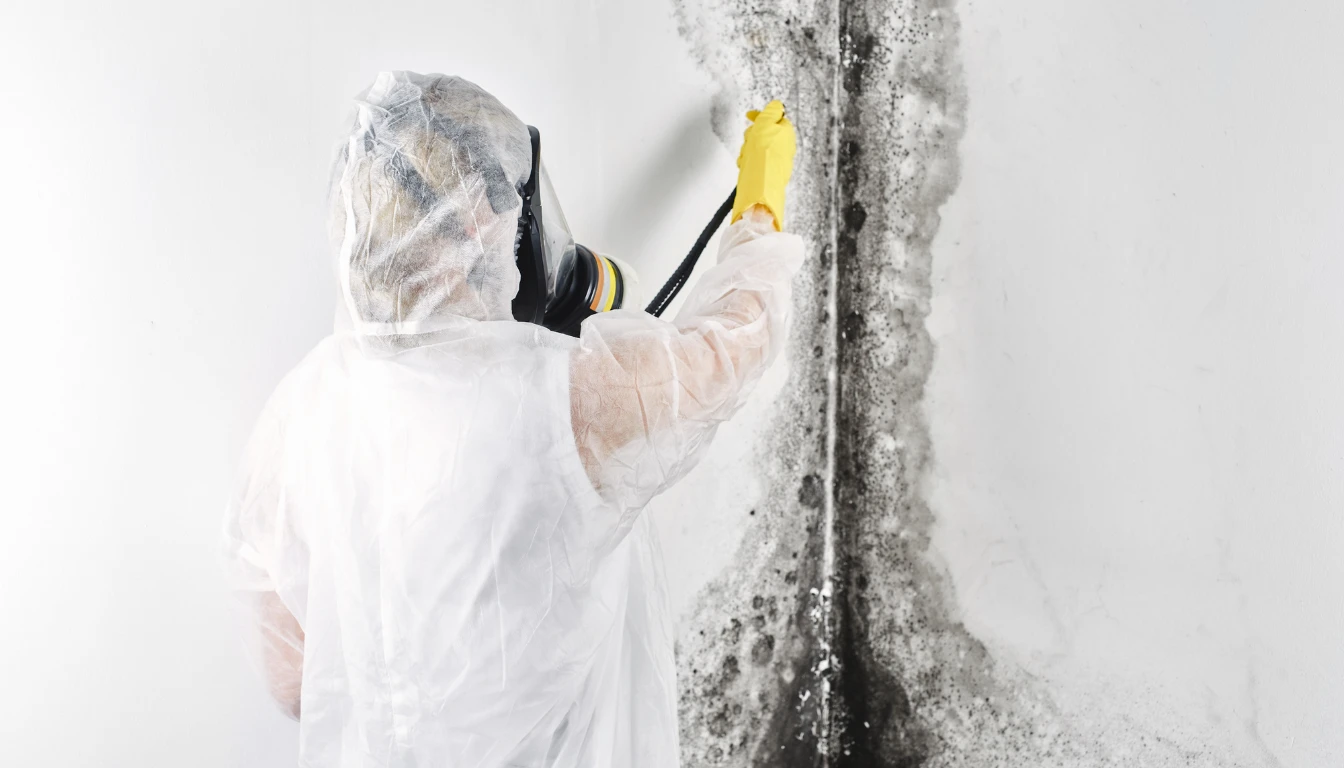 mold removal