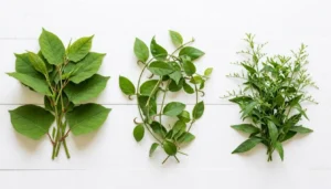 Buhner Protocol for Lyme