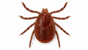 asian longhorned tick