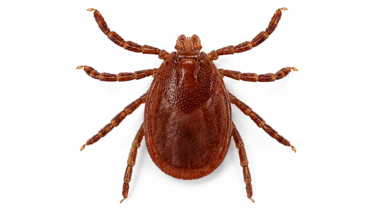 asian longhorned tick