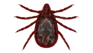 brown dog tick identification
