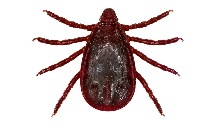 brown dog tick identification