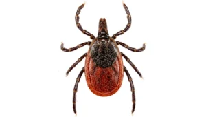 deer tick