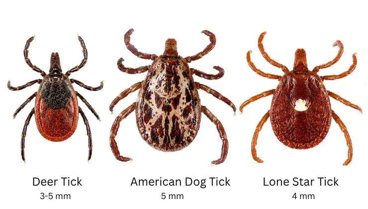 deer tick vs dog tick vs lone star tick comparison