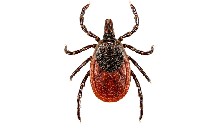 deer tick