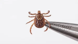 gulf coast tick