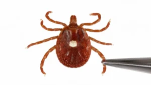 lone star tick white dot female identification