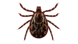 rocky mountain wood tick identification
