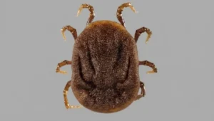 soft tick Ornidothoros