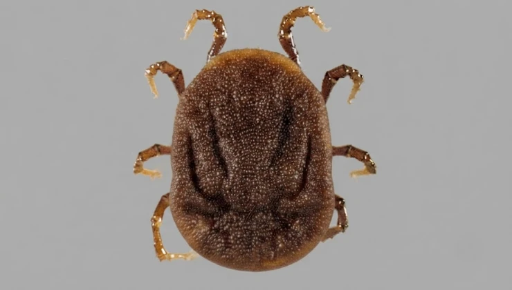 soft tick Ornidothoros