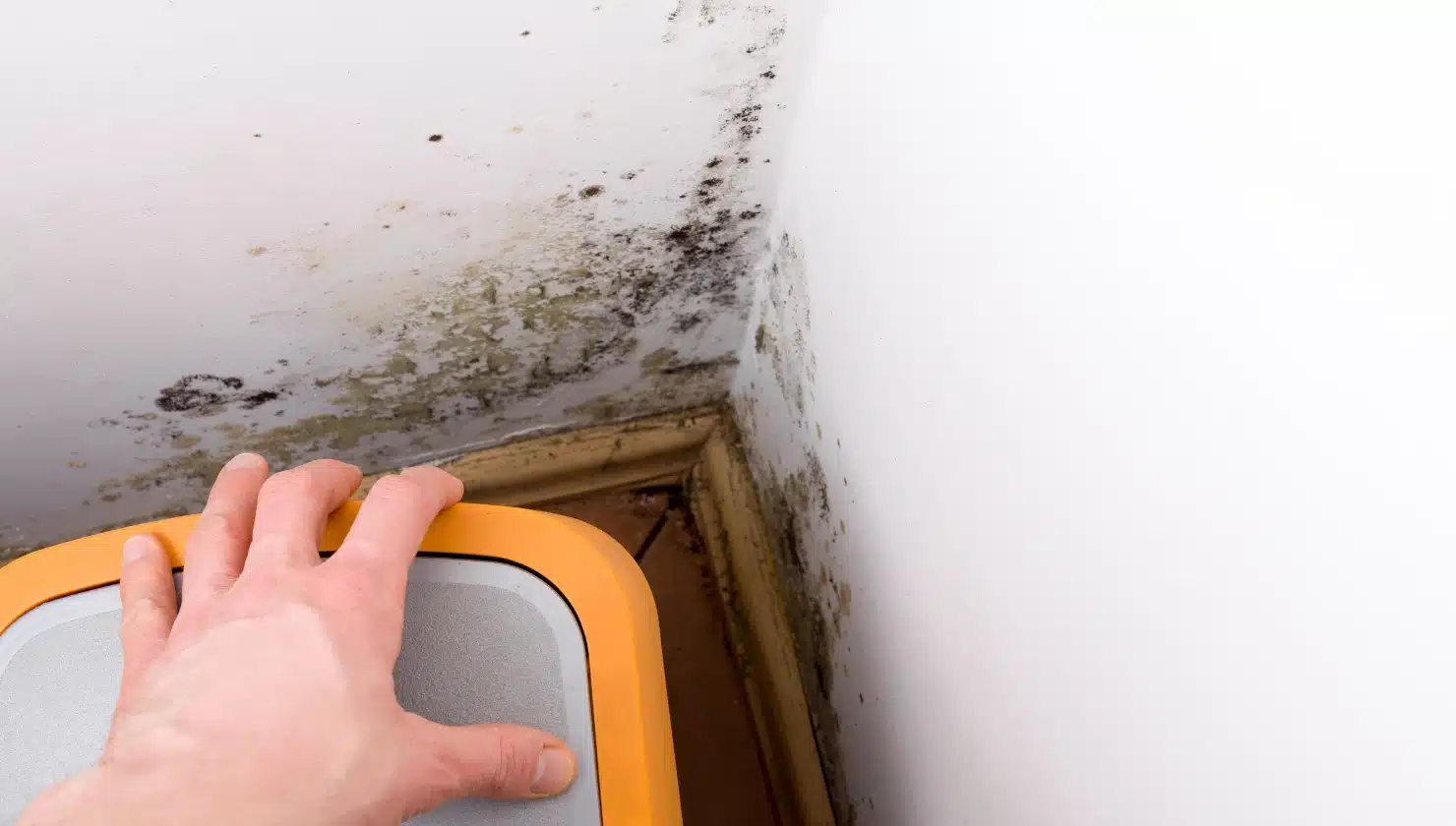 what does black mold look like at home