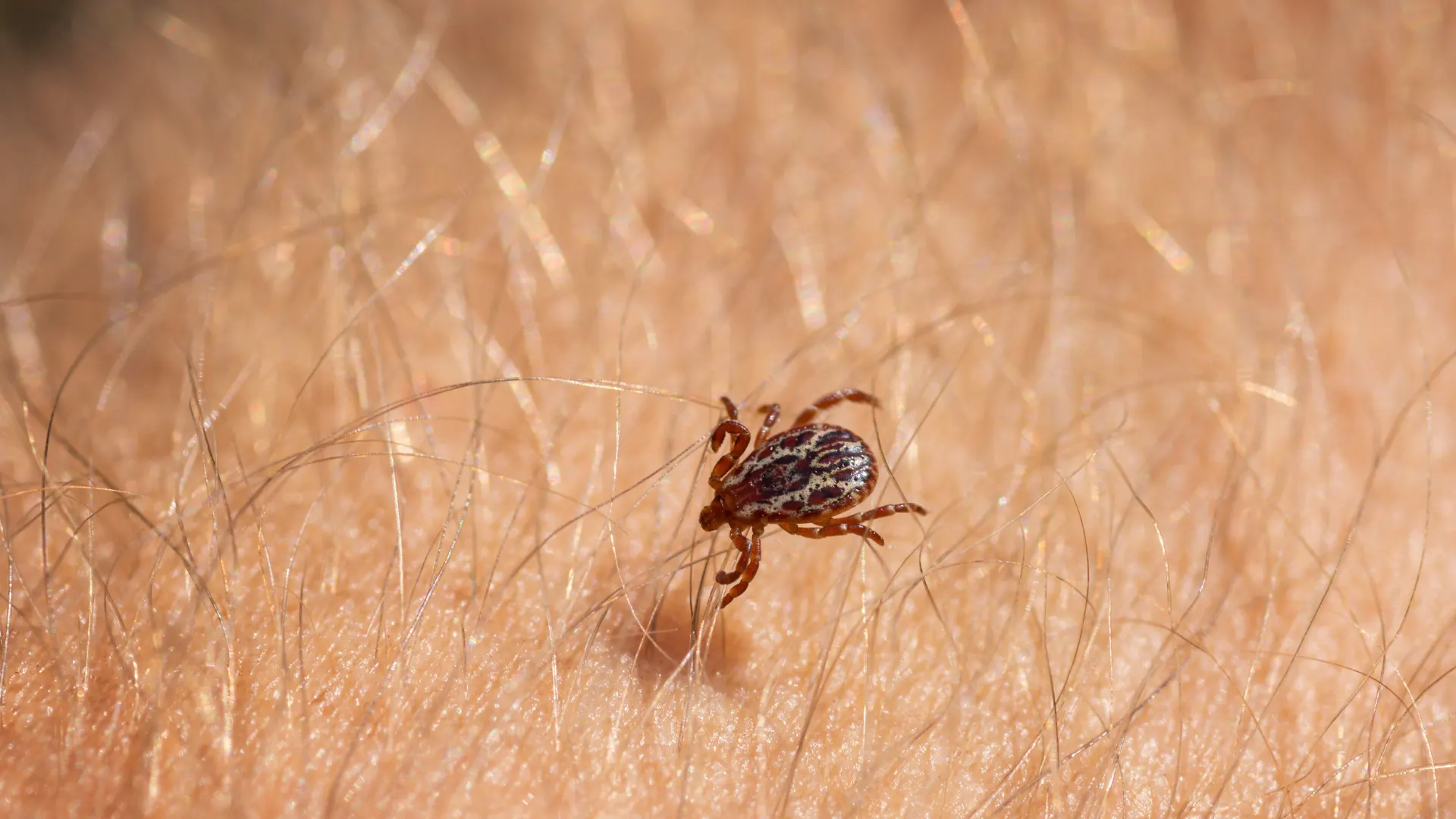 American dog tick on human skin