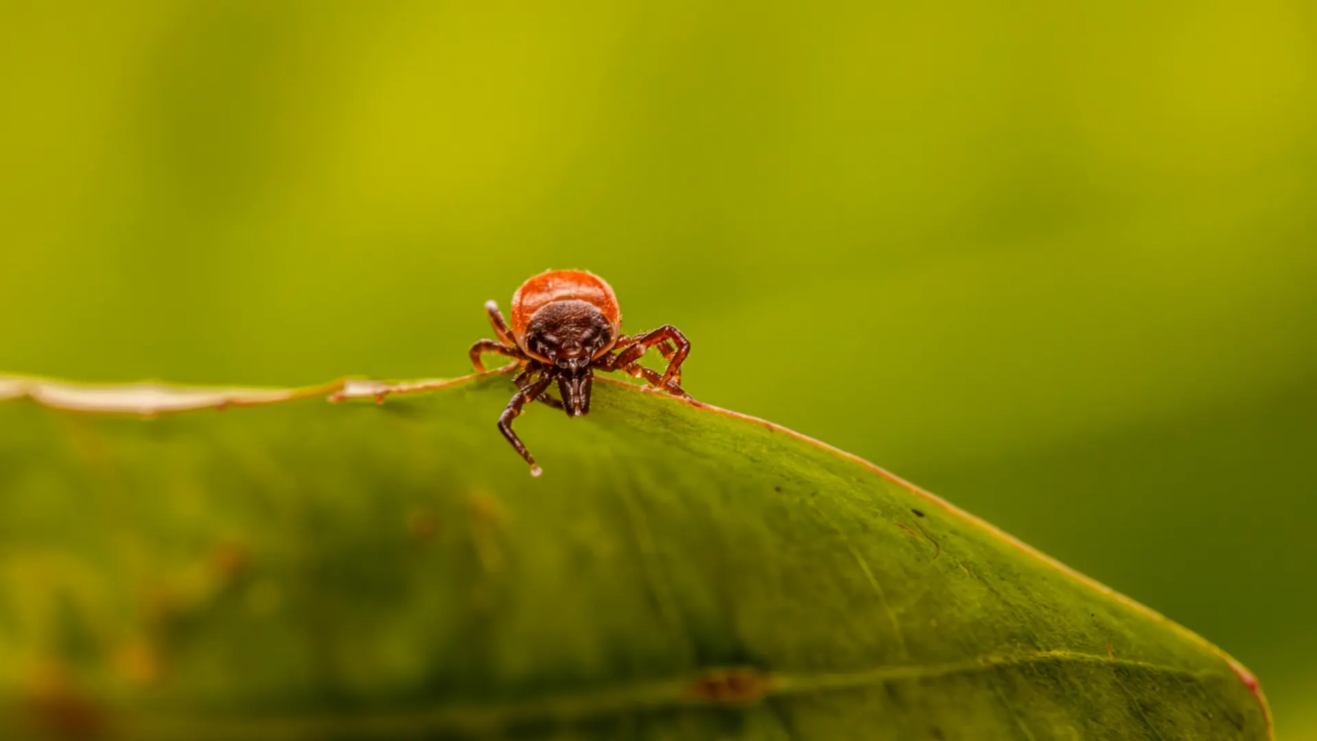 blacklegged deer tick on a leaf