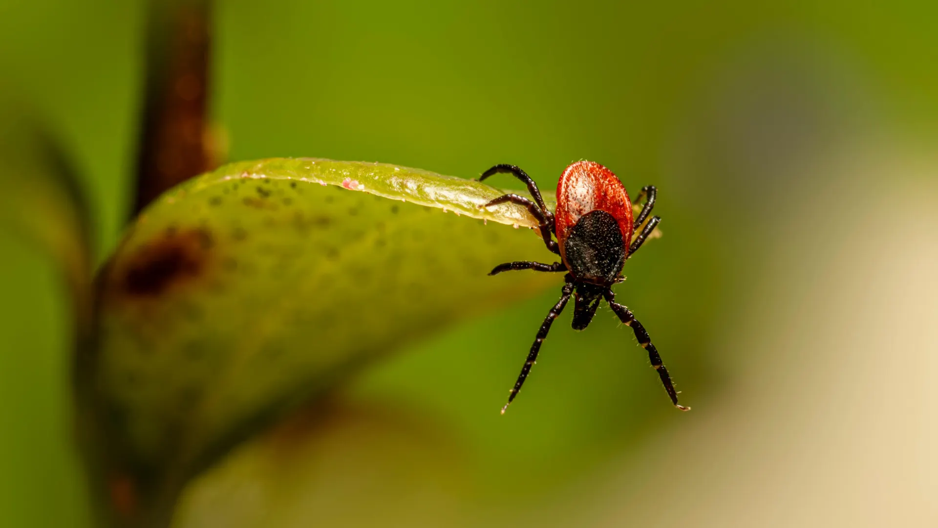 blacklegged tick on a leaf