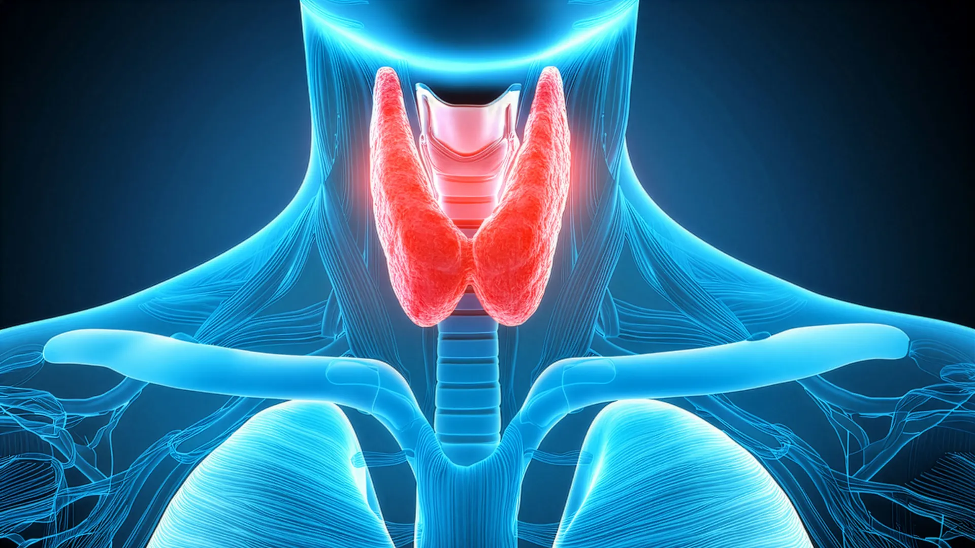 illustration of thyroid gland location on neck