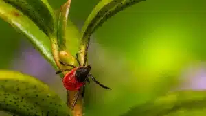 Blacklegged tick on a leaf