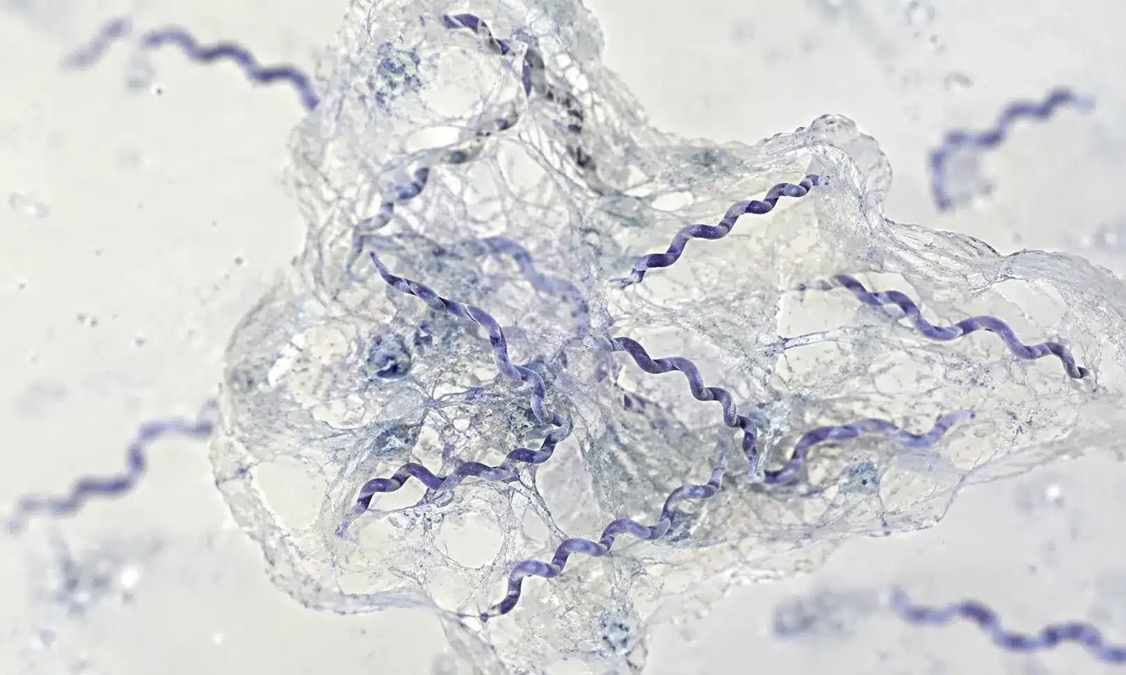 Microscope view of clustered spiral bacteria inside a translucent sticky matrix