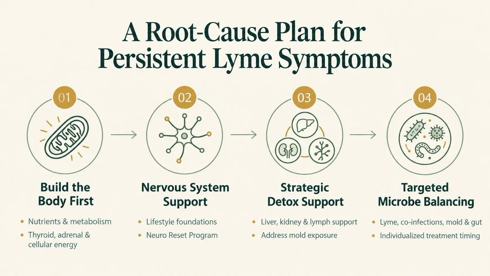four-step diagram of the phases of a root-cause plan for biofilm Lyme treatment