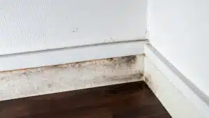 mold in the wall and baseboard